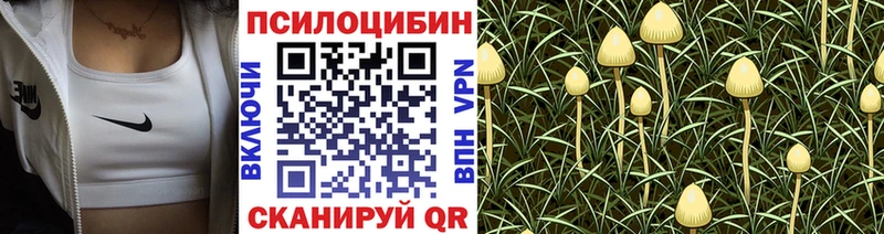Галлюциногенные грибы Psilocybine cubensis  Цивильск 